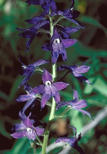 Delphinium barbeyi